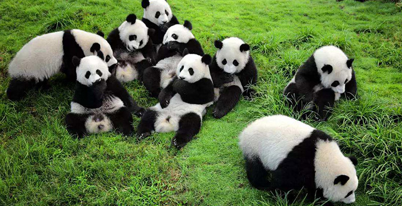 https://mdw-travel-data-us-east-1.s3.amazonaws.com/img/country/China/Giant-Panda-Breeding-Research-Base/img_03.jpg