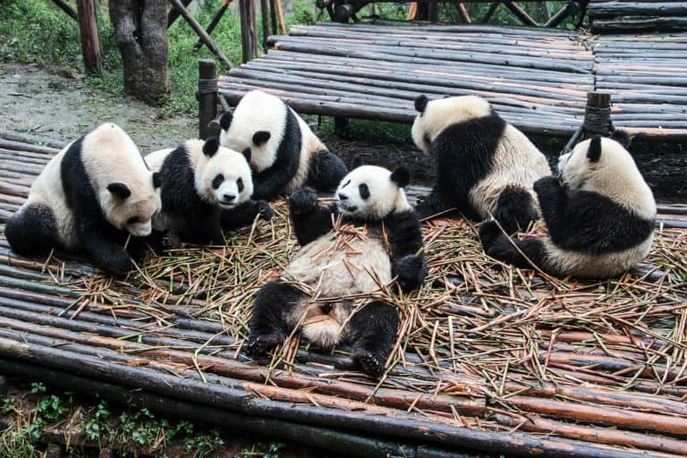 https://mdw-travel-data-us-east-1.s3.amazonaws.com/img/country/China/Giant-Panda-Breeding-Research-Base/img_04.jpg