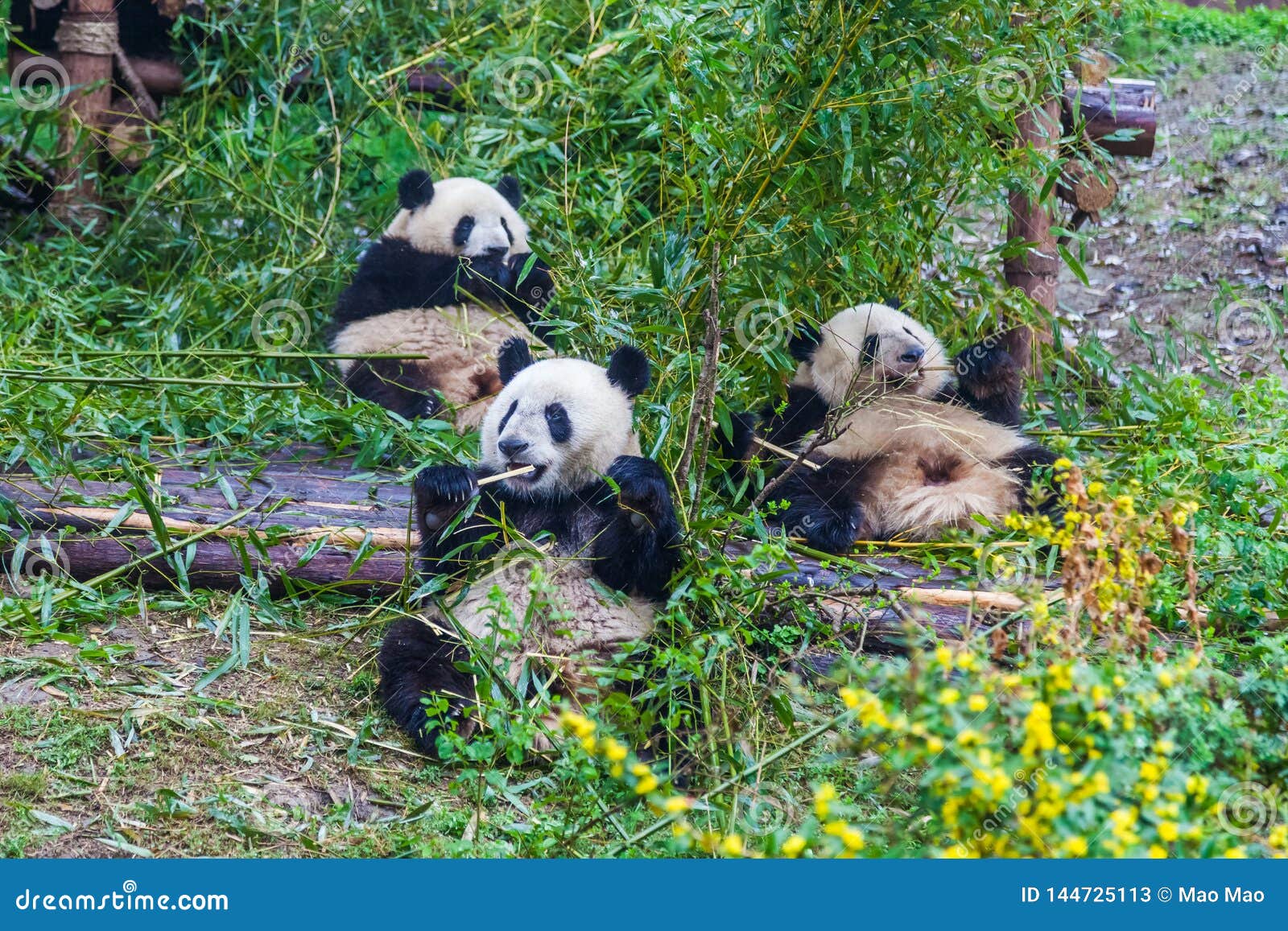 https://mdw-travel-data-us-east-1.s3.amazonaws.com/img/country/China/Giant-Panda-Breeding-Research-Base/img_05.jpg