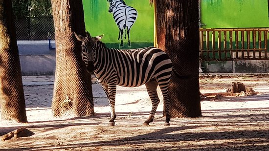 https://mdw-travel-data-us-east-1.s3.amazonaws.com/img/country/China/Guangzhou-Zoo/img_02.jpg