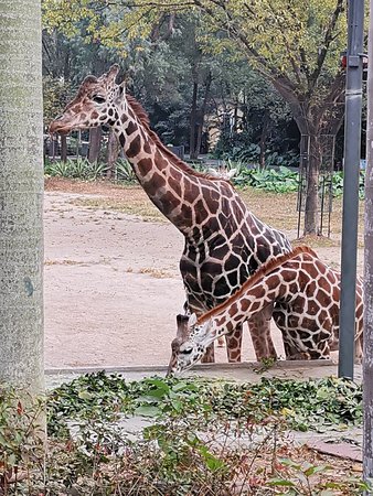 https://mdw-travel-data-us-east-1.s3.amazonaws.com/img/country/China/Guangzhou-Zoo/img_03.jpg