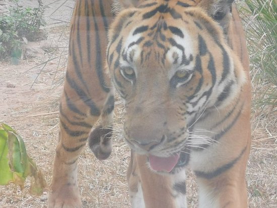 https://mdw-travel-data-us-east-1.s3.amazonaws.com/img/country/China/Guangzhou-Zoo/img_05.jpg
