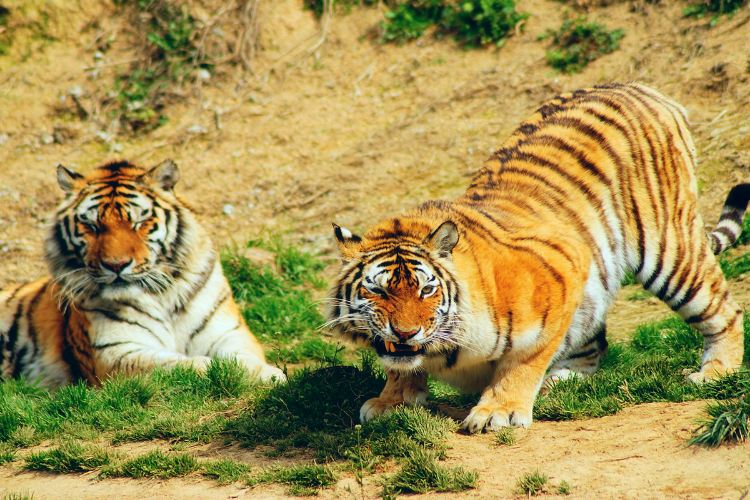 https://mdw-travel-data-us-east-1.s3.amazonaws.com/img/country/China/Hangzhou-Safari-Park/img_03.jpg
