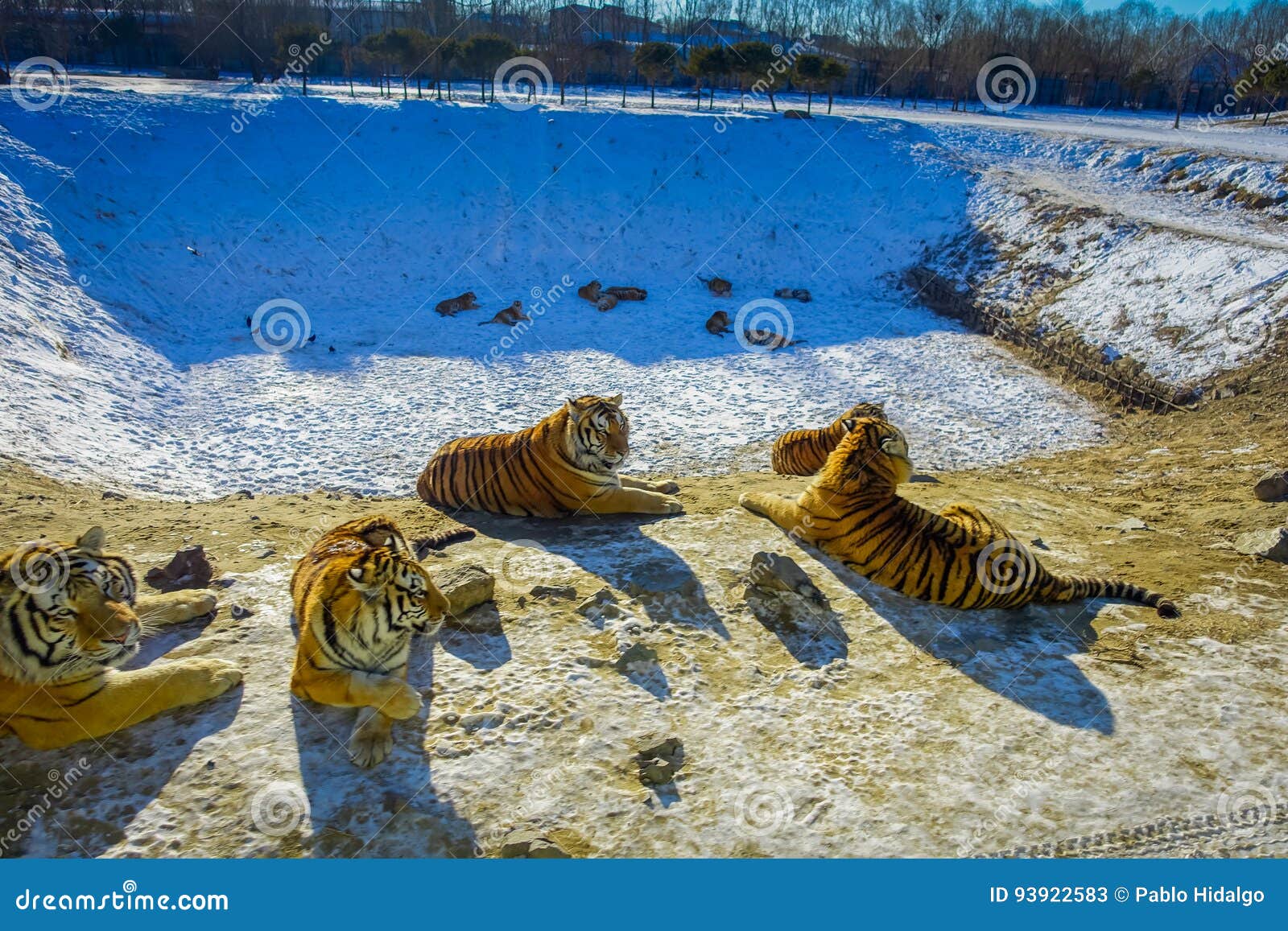 https://mdw-travel-data-us-east-1.s3.amazonaws.com/img/country/China/Harbin-Siberian-Tiger-Park/img_01.jpg