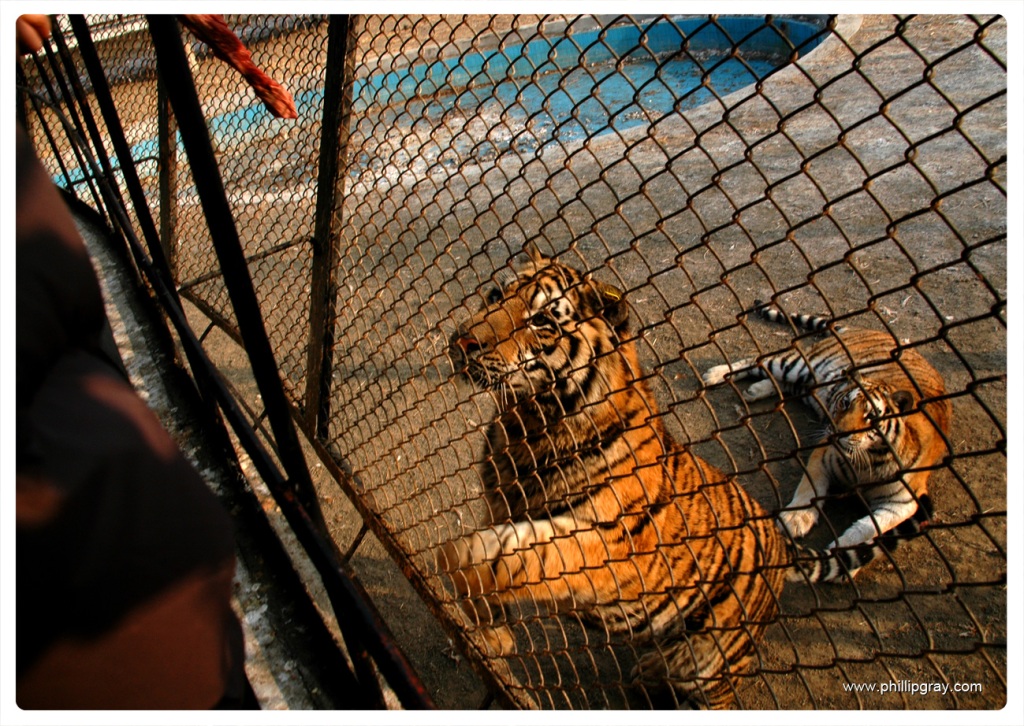 https://mdw-travel-data-us-east-1.s3.amazonaws.com/img/country/China/Harbin-Siberian-Tiger-Park/img_02.jpg