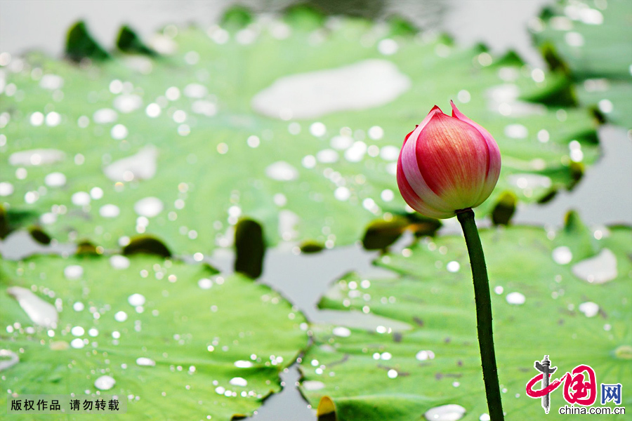 https://mdw-travel-data-us-east-1.s3.amazonaws.com/img/country/China/Jinan-Hundred-Flower-Pond/img_02.jpg