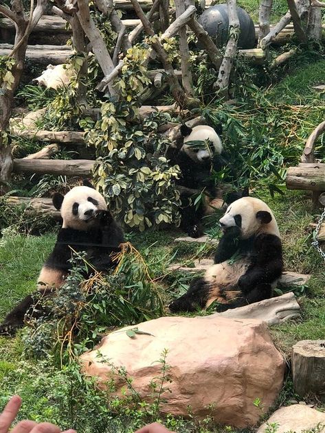 https://mdw-travel-data-us-east-1.s3.amazonaws.com/img/country/China/Macau-Giant-Panda-Pavilion/img_03.jpg