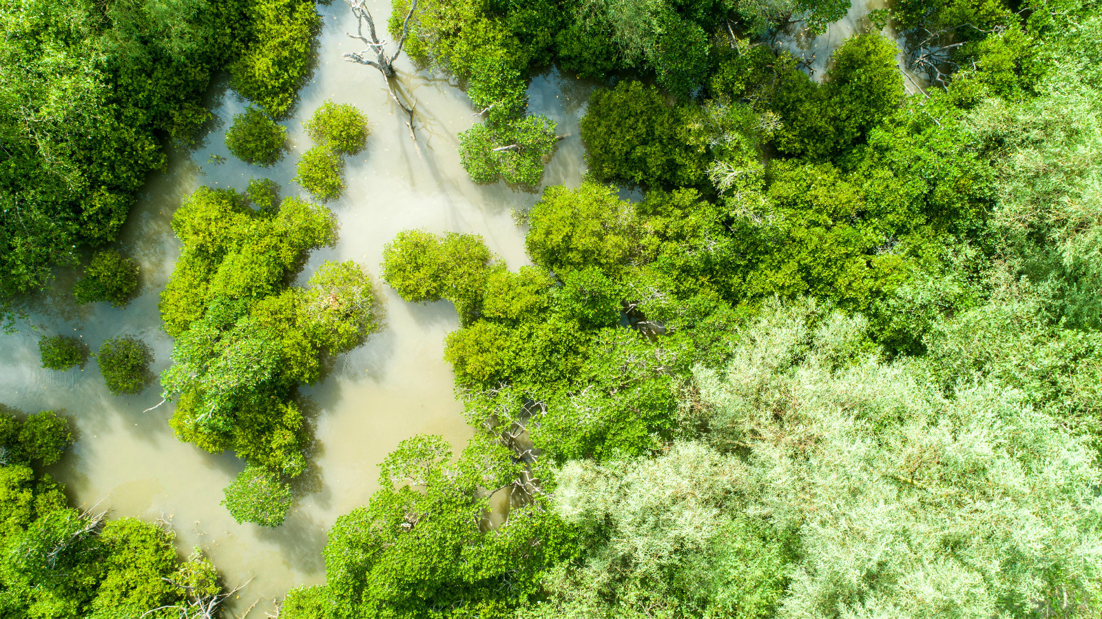 https://mdw-travel-data-us-east-1.s3.amazonaws.com/img/country/China/Mangrove-Forest/img_03.jpg