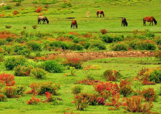 https://mdw-travel-data-us-east-1.s3.amazonaws.com/img/country/China/Napahai-Nature-Reserve/img_03.jpg