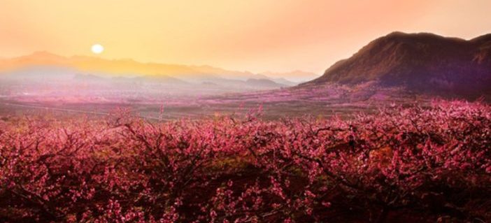 https://mdw-travel-data-us-east-1.s3.amazonaws.com/img/country/China/Pengshan-Peach-Blossom/img_03.jpg