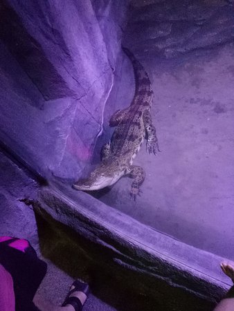 https://mdw-travel-data-us-east-1.s3.amazonaws.com/img/country/China/Qingdao-Underwater-World/img_01.jpg