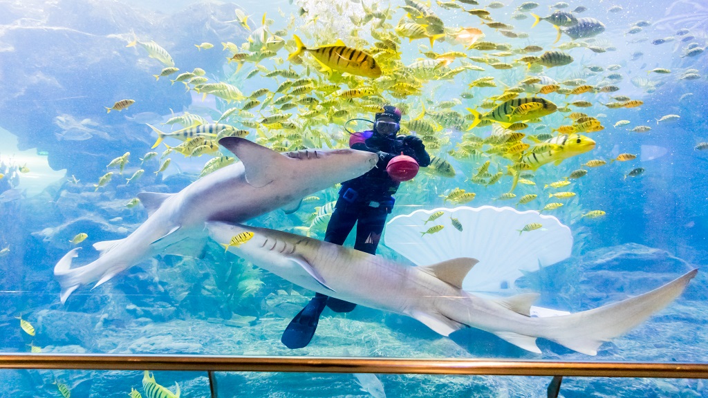 https://mdw-travel-data-us-east-1.s3.amazonaws.com/img/country/China/Qingdao-Underwater-World/img_04.jpg