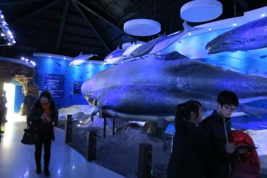https://mdw-travel-data-us-east-1.s3.amazonaws.com/img/country/China/Qingdao-Underwater-World/img_05.jpg