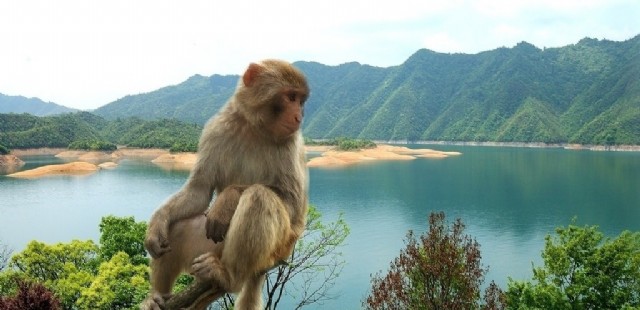 https://mdw-travel-data-us-east-1.s3.amazonaws.com/img/country/China/Sanya-Monkey-Island/img_03.jpg