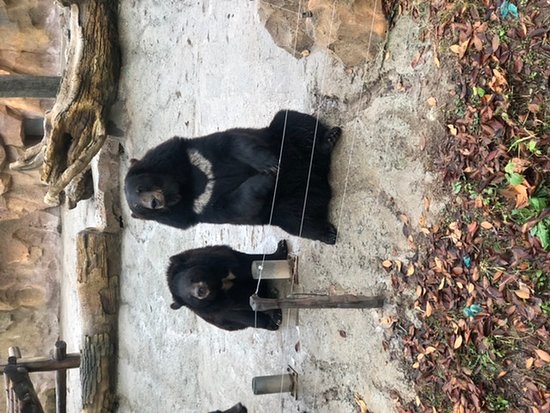 https://mdw-travel-data-us-east-1.s3.amazonaws.com/img/country/China/Shanghai-Wild-Animal-Park/img_01.jpg