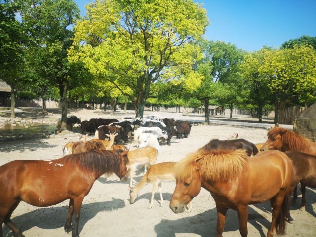https://mdw-travel-data-us-east-1.s3.amazonaws.com/img/country/China/Shanghai-Wild-Animal-Park/img_02.jpg