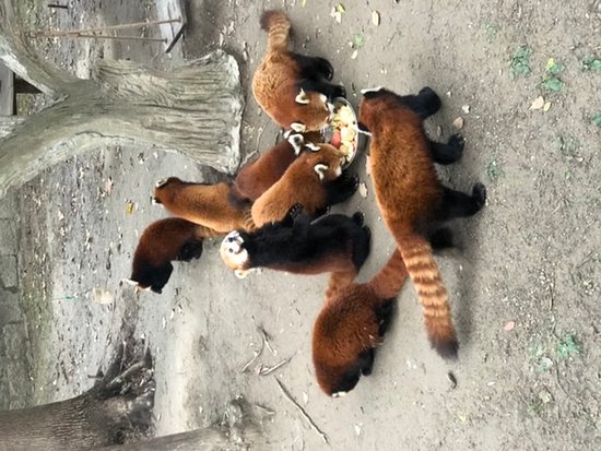 https://mdw-travel-data-us-east-1.s3.amazonaws.com/img/country/China/Shanghai-Wild-Animal-Park/img_03.jpg