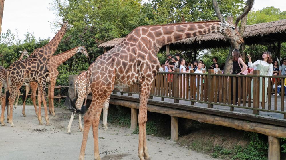 https://mdw-travel-data-us-east-1.s3.amazonaws.com/img/country/China/Shanghai-Zoo-Safari-Park/img_00.jpg