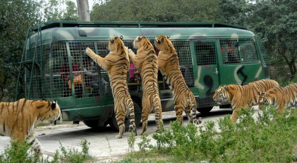 https://mdw-travel-data-us-east-1.s3.amazonaws.com/img/country/China/Shanghai-Zoo-Safari-Park/img_02.jpg