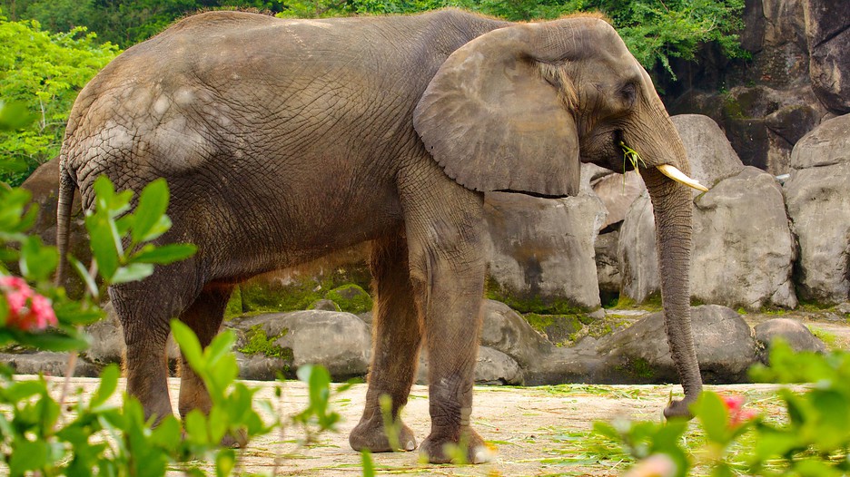 https://mdw-travel-data-us-east-1.s3.amazonaws.com/img/country/China/Taipei-Zoo/img_01.jpg