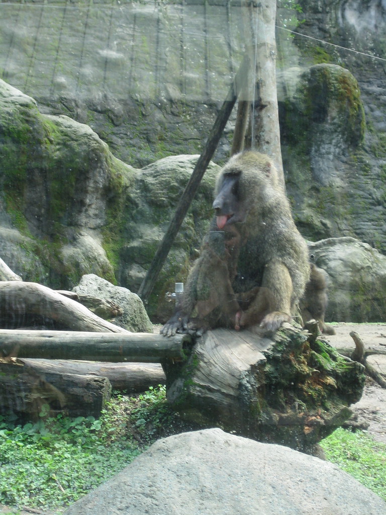 https://mdw-travel-data-us-east-1.s3.amazonaws.com/img/country/China/Taipei-Zoo/img_02.jpg
