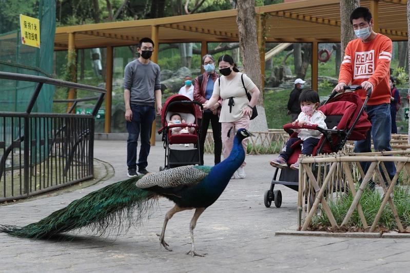https://mdw-travel-data-us-east-1.s3.amazonaws.com/img/country/China/Wuhan-Zoo/img_01.jpg