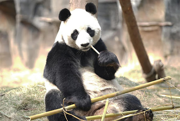 https://mdw-travel-data-us-east-1.s3.amazonaws.com/img/country/China/Wuhan-Zoo/img_02.jpg