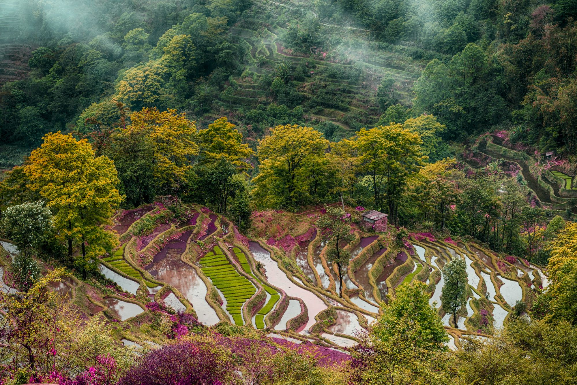 https://mdw-travel-data-us-east-1.s3.amazonaws.com/img/country/China/Yuanyang-Rice-Terraces/img_02.jpg