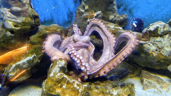 https://mdw-travel-data-us-east-1.s3.amazonaws.com/img/country/Croatia/Aquarium-Pula/img_02.jpg