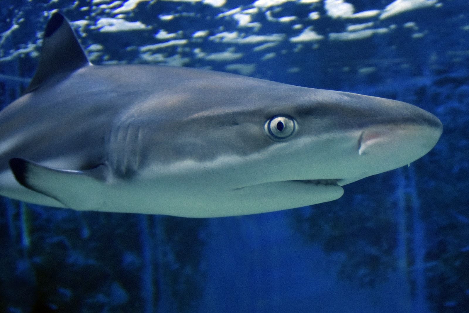 https://mdw-travel-data-us-east-1.s3.amazonaws.com/img/country/Croatia/Aquarium-Pula/img_03.jpg