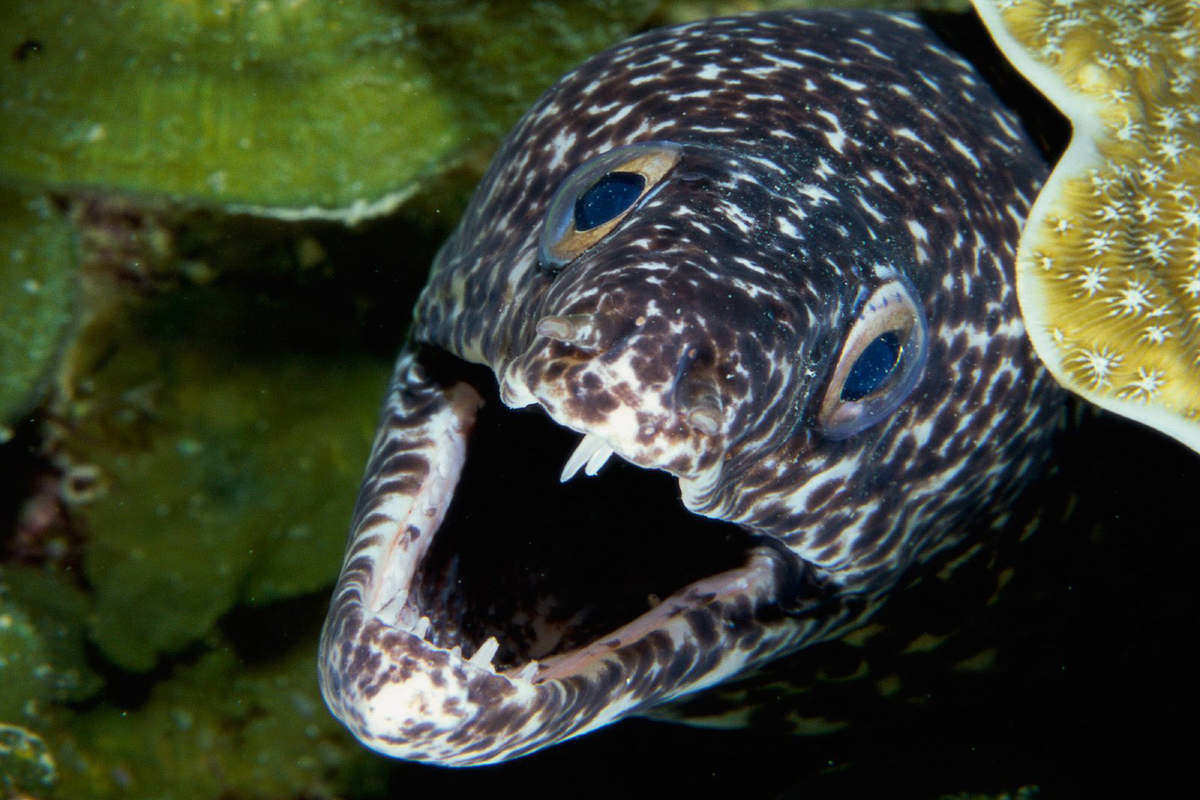 https://mdw-travel-data-us-east-1.s3.amazonaws.com/img/country/Croatia/Aquarium-Terrarium-Sibenik/img_02.jpg