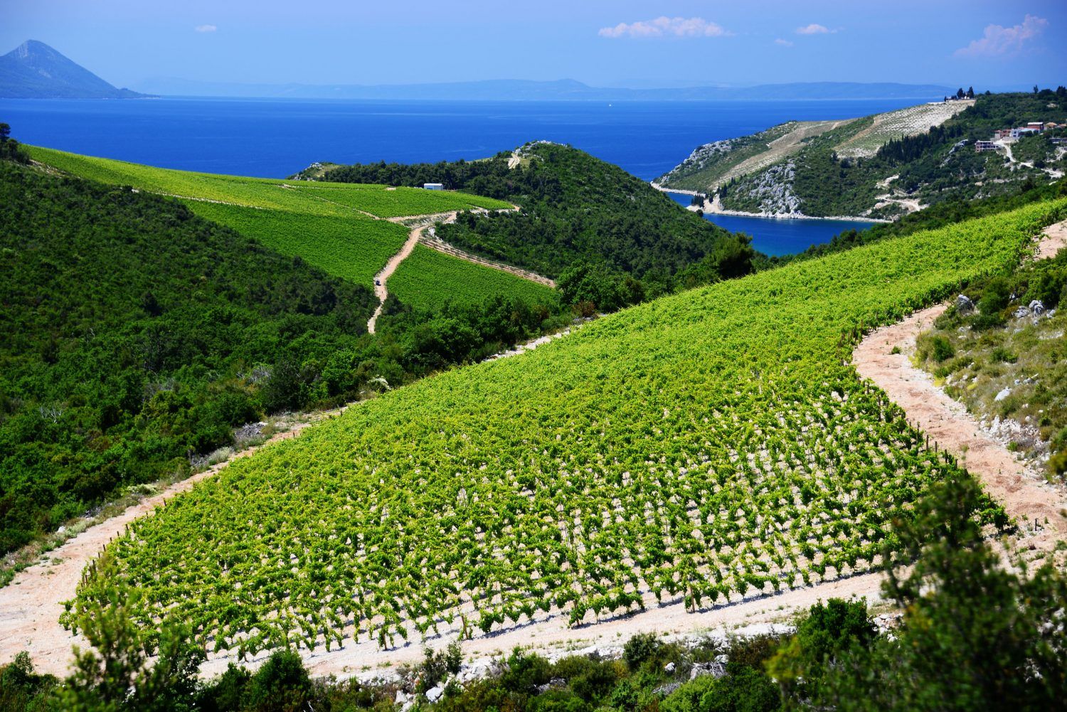 https://mdw-travel-data-us-east-1.s3.amazonaws.com/img/country/Croatia/Arsa-Vineyard/img_01.jpg