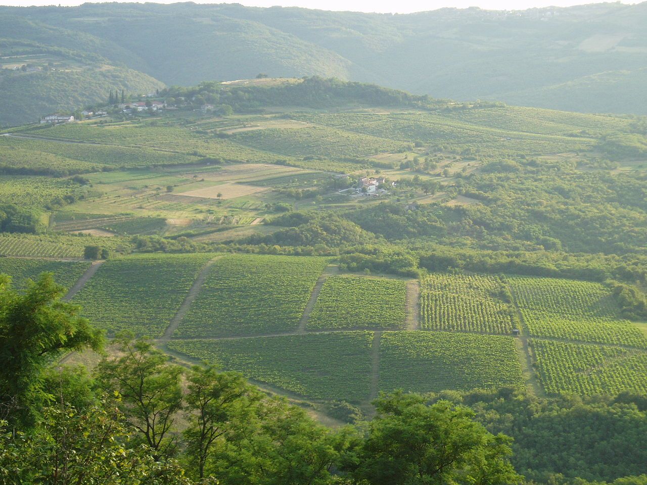 https://mdw-travel-data-us-east-1.s3.amazonaws.com/img/country/Croatia/Arsa-Vineyard/img_03.jpg