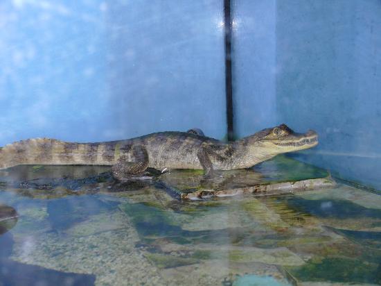https://mdw-travel-data-us-east-1.s3.amazonaws.com/img/country/Croatia/Crikvenica-Aquarium/img_02.jpg