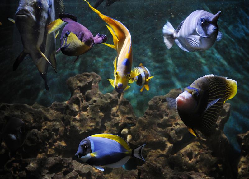 https://mdw-travel-data-us-east-1.s3.amazonaws.com/img/country/Croatia/Crikvenica-Aquarium/img_03.jpg