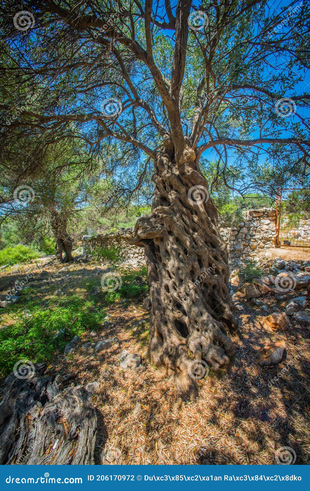 https://mdw-travel-data-us-east-1.s3.amazonaws.com/img/country/Croatia/Lun-Olive-Grove/img_03.jpg