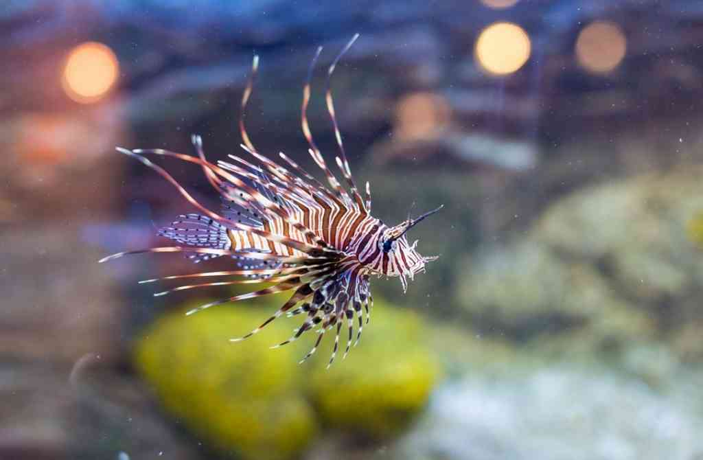 https://mdw-travel-data-us-east-1.s3.amazonaws.com/img/country/Croatia/Porec-Aquarium/img_00.jpg