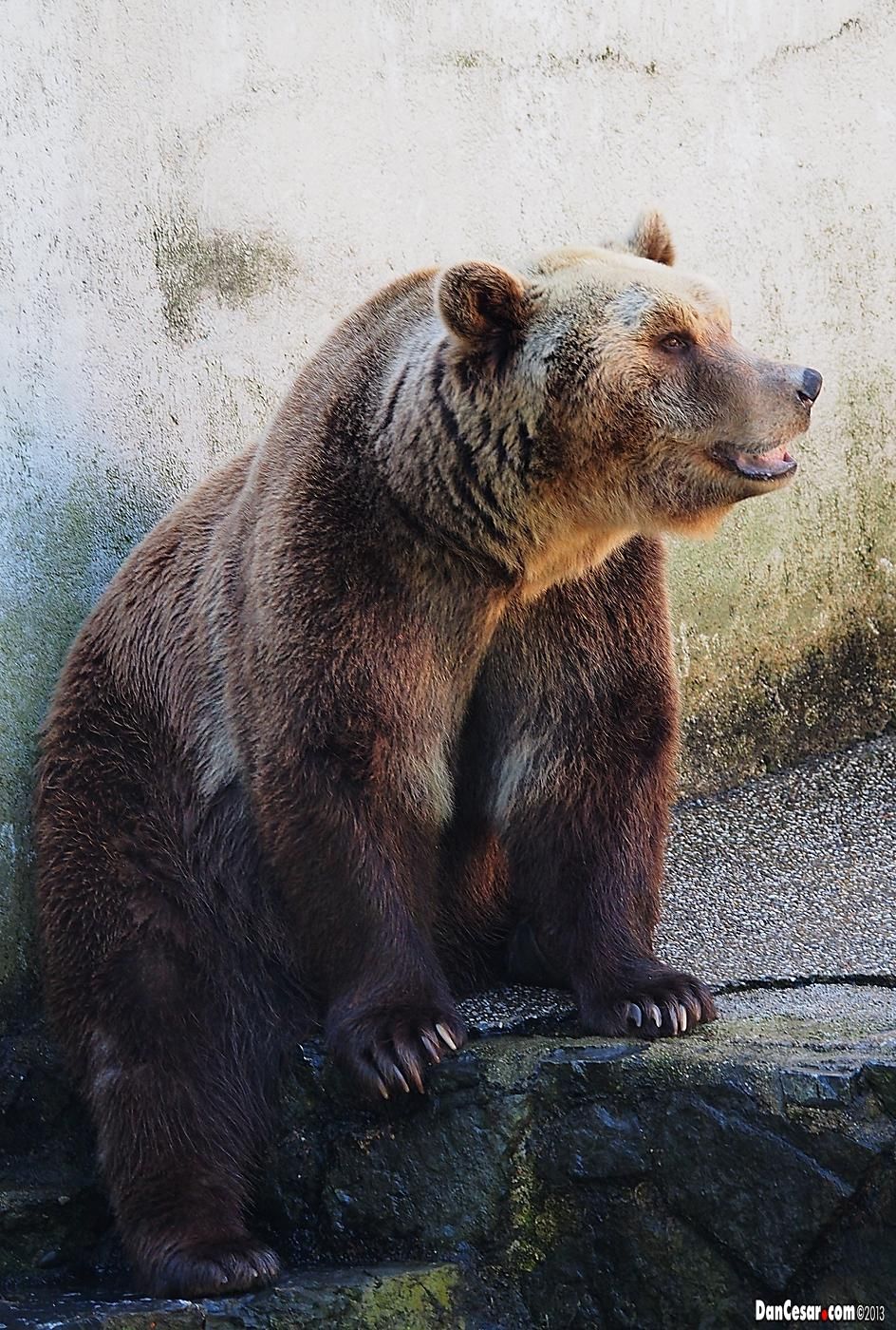 https://mdw-travel-data-us-east-1.s3.amazonaws.com/img/country/Croatia/Pulski-ZOO/img_02.jpg