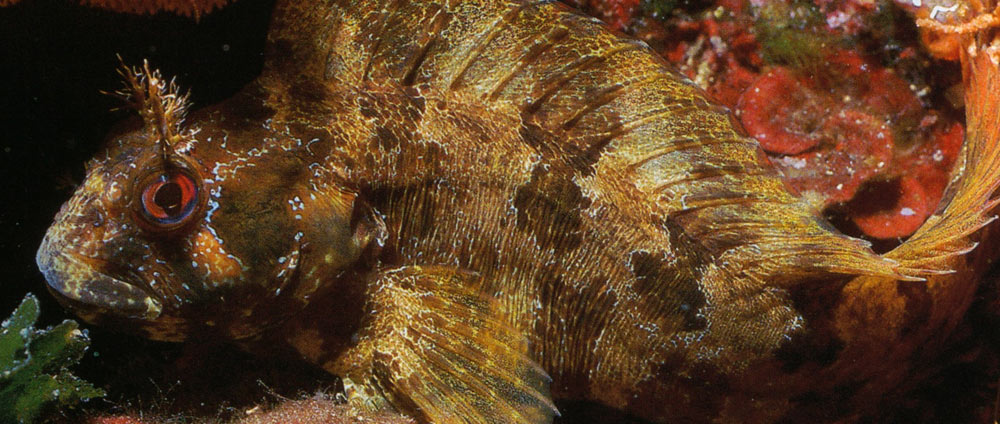 https://mdw-travel-data-us-east-1.s3.amazonaws.com/img/country/Croatia/Rovinj-Aquarium/img_03.jpg