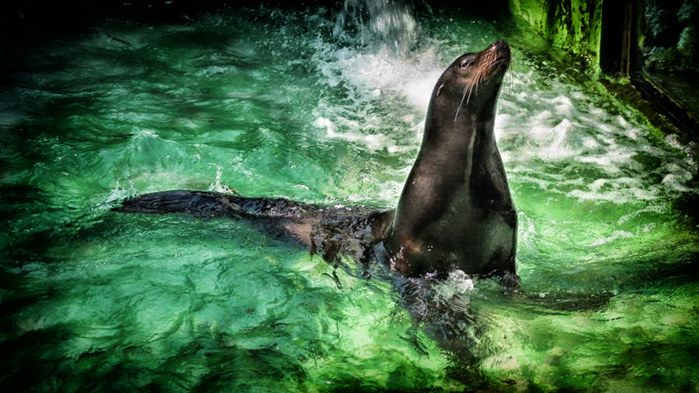https://mdw-travel-data-us-east-1.s3.amazonaws.com/img/country/Croatia/Zagreb-Zoo/img_05.jpg