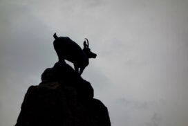 https://mdw-travel-data-us-east-1.s3.amazonaws.com/img/country/Czech-Republic/Deer-Leap/img_00.jpg