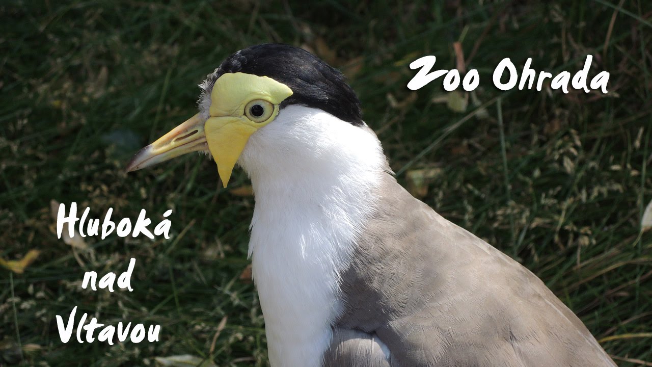 https://mdw-travel-data-us-east-1.s3.amazonaws.com/img/country/Czech-Republic/Ohrada-Zoo-and-Chateau/img_02.jpg