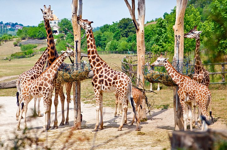 https://mdw-travel-data-us-east-1.s3.amazonaws.com/img/country/Czech-Republic/Prague-Zoo/img_02.jpg