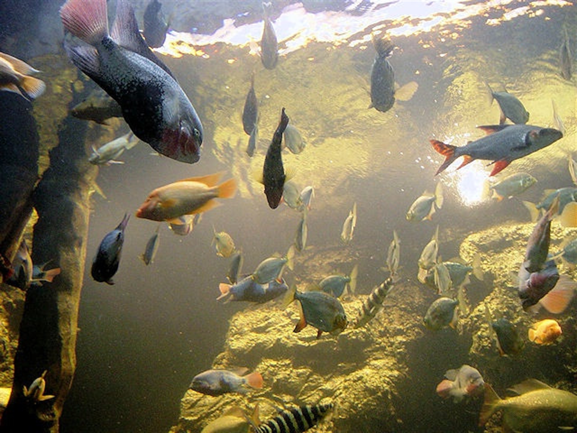 https://mdw-travel-data-us-east-1.s3.amazonaws.com/img/country/Czech-Republic/The-Giant-Aquarium/img_01.jpg