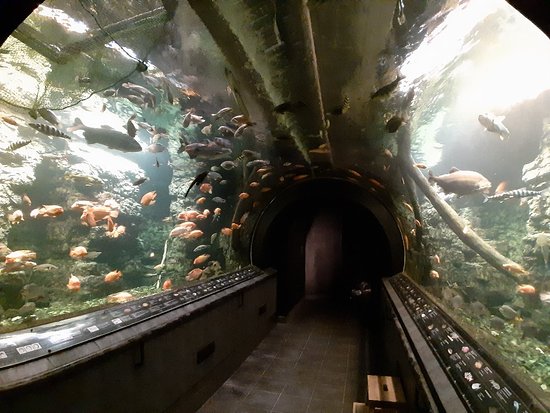 https://mdw-travel-data-us-east-1.s3.amazonaws.com/img/country/Czech-Republic/The-Giant-Aquarium/img_02.jpg