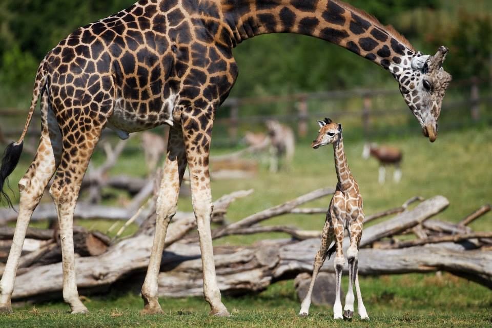 https://mdw-travel-data-us-east-1.s3.amazonaws.com/img/country/Czech-Republic/Zoologicka-zahrada/img_03.jpg