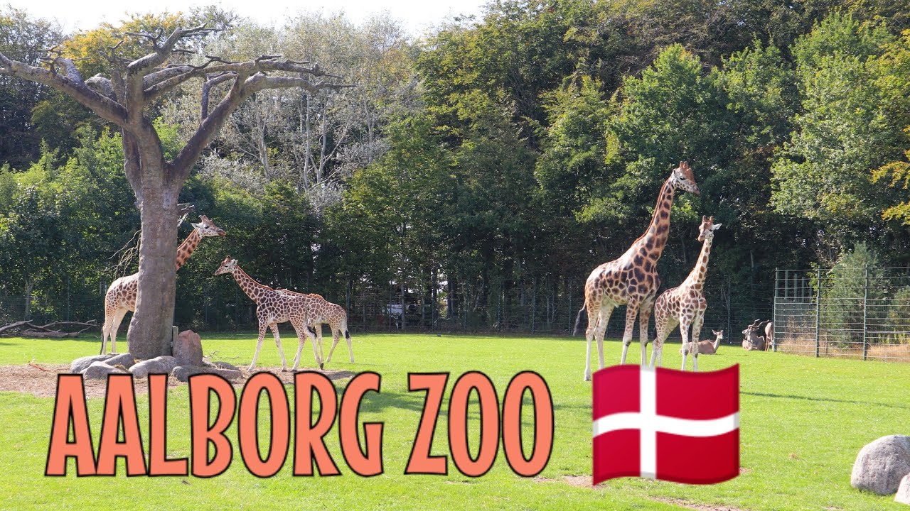 https://mdw-travel-data-us-east-1.s3.amazonaws.com/img/country/Denmark/Aalborg-Zoo/img_01.jpg