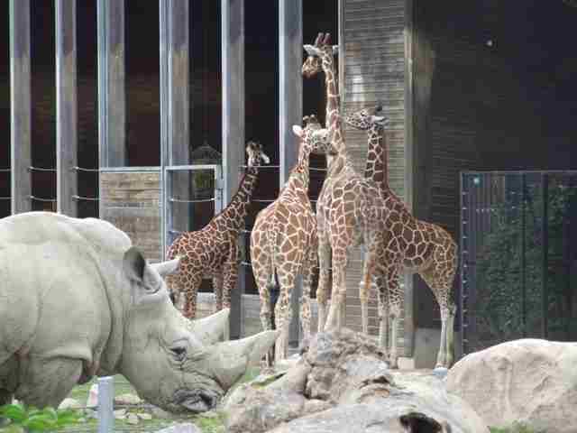 https://mdw-travel-data-us-east-1.s3.amazonaws.com/img/country/Denmark/Alborg-Zoo/img_01.jpg