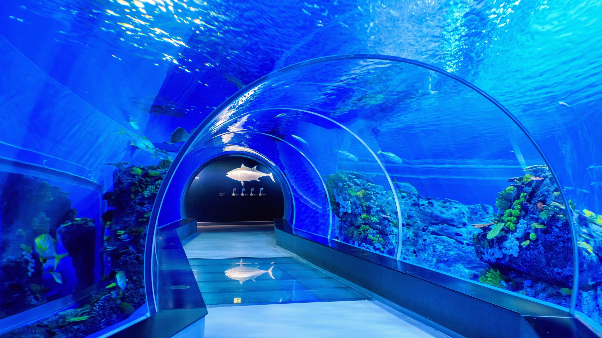 https://mdw-travel-data-us-east-1.s3.amazonaws.com/img/country/Denmark/National-Aquarium-Denmark/img_00.jpg