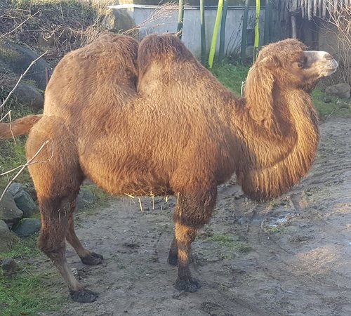 https://mdw-travel-data-us-east-1.s3.amazonaws.com/img/country/Denmark/Odense-Zoo/img_03.jpg